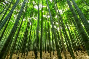 bosque-bambu