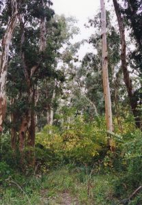 Bosque Nativo-zona-la-plata