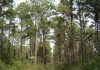 Forestación Pino para obtención de Madera