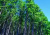 forestación pino