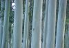 eucalyptus-grandis-entre rios