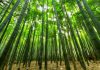bosque-bambu