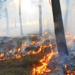 quema forestal controlada