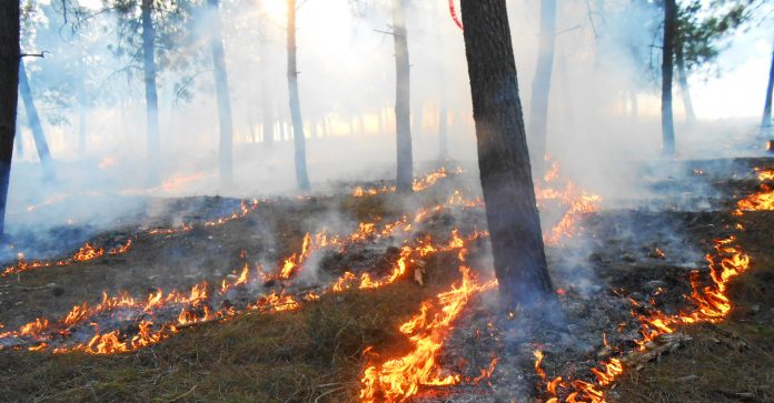 quema forestal controlada
