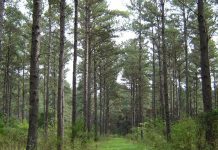 forestacion pino