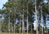 plantacion eucaliptus grandis