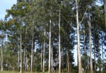 plantacion eucaliptus grandis