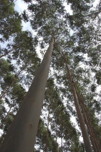 eucaliptus grandis 