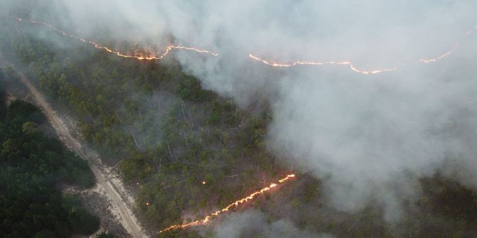 plantaciones incendiadas en Corrientes