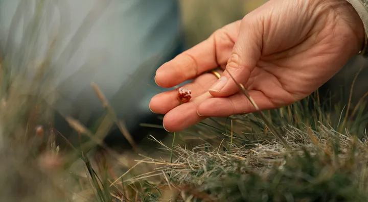 Verra certificó carbono en pastizales