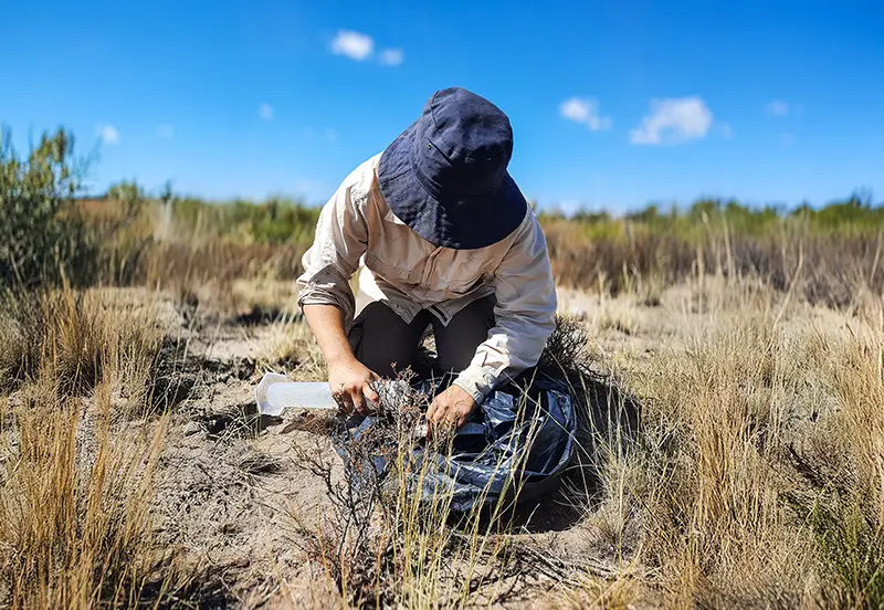 Verra certificó carbono en pastizales