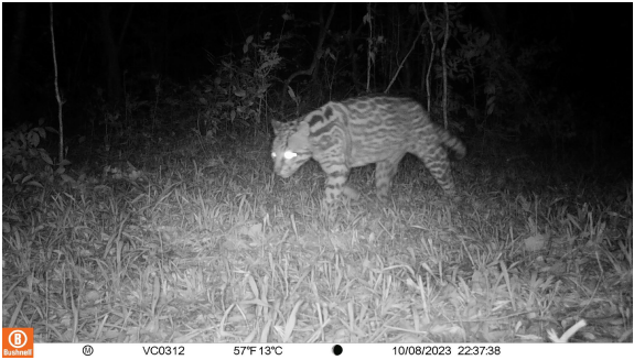 Corrientes biodiversidad y ambiente