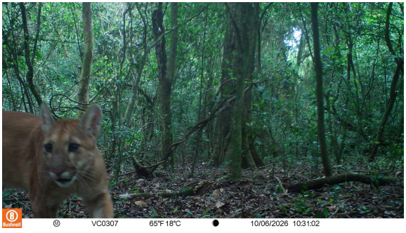 Corrientes biodiversidad y ambiente