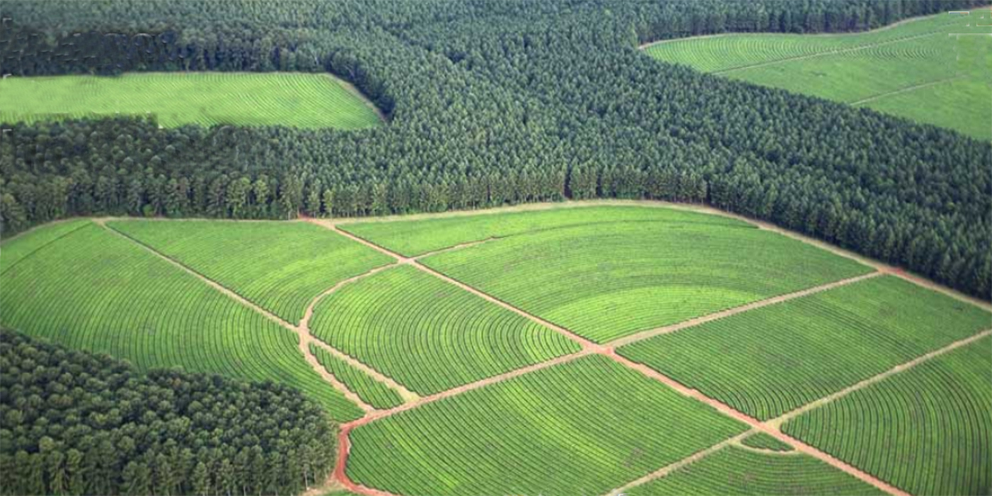 Forestal Las Marías inversión