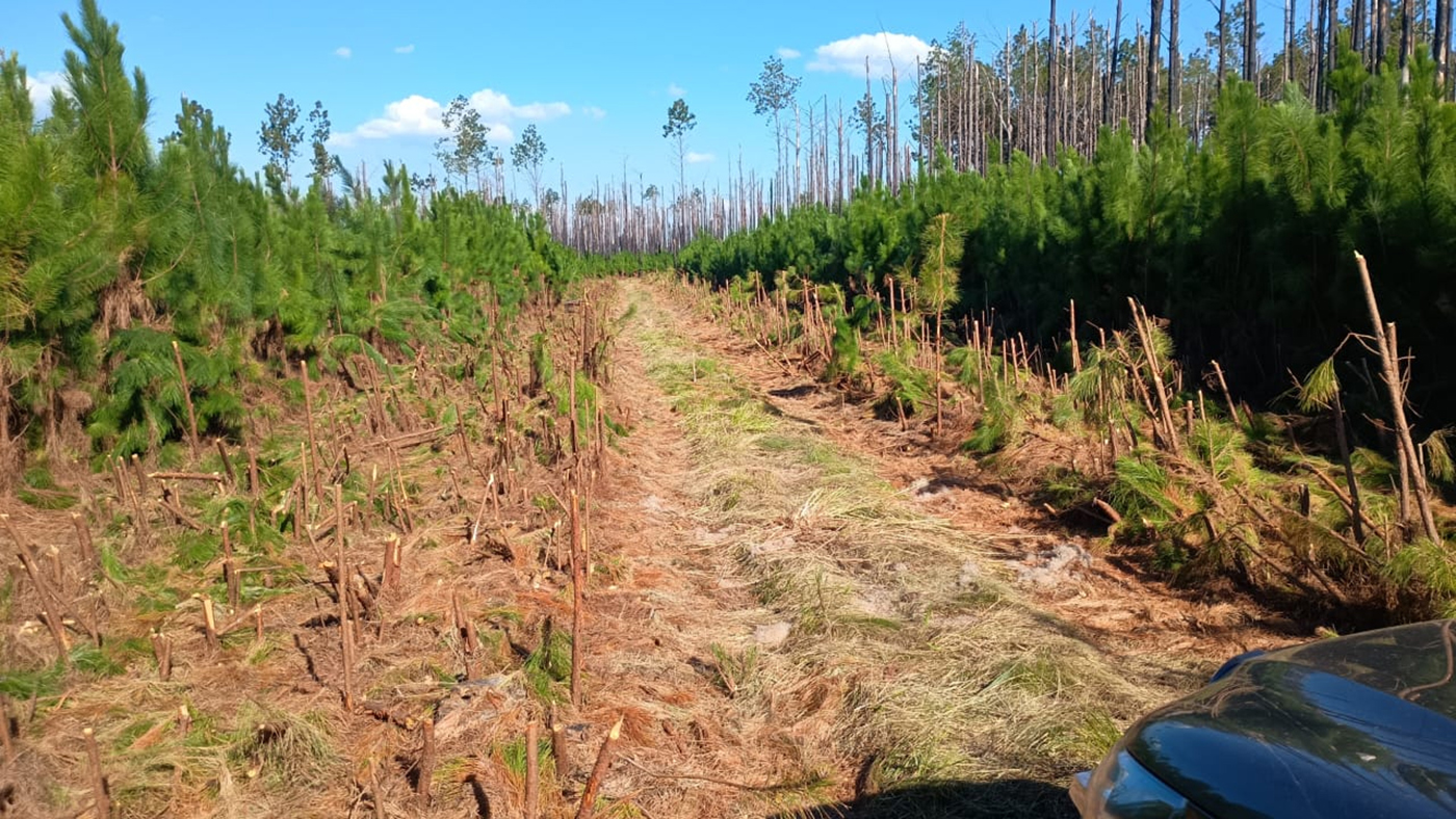 forestadores correntinos con precios bajos
