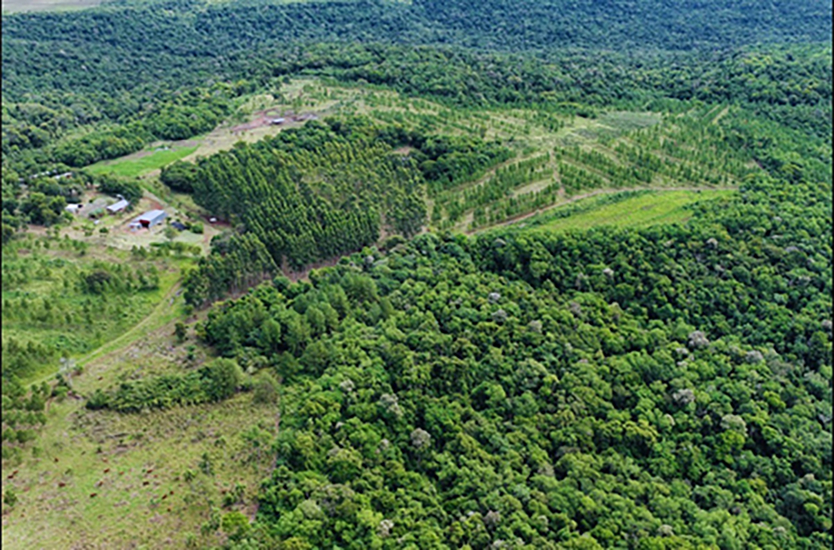 Una empresa de Misiones obtuvo la primera certificación PEFC de bosques nativos certificación PEFC de bosques nativos