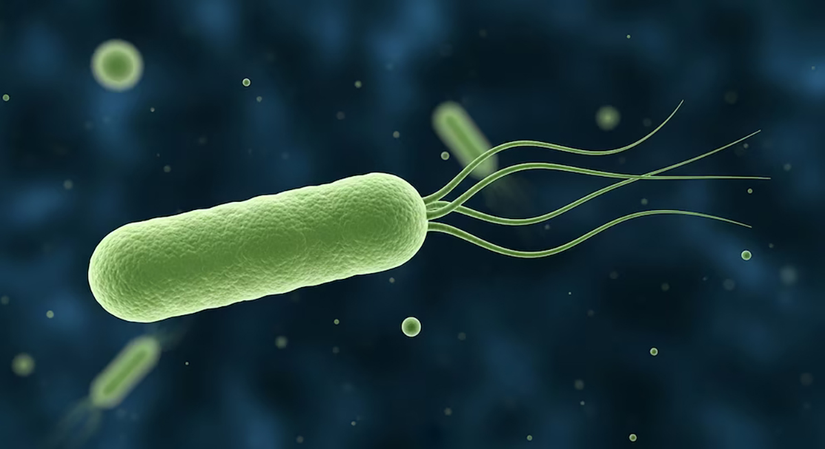 papel ecológico de los bosques