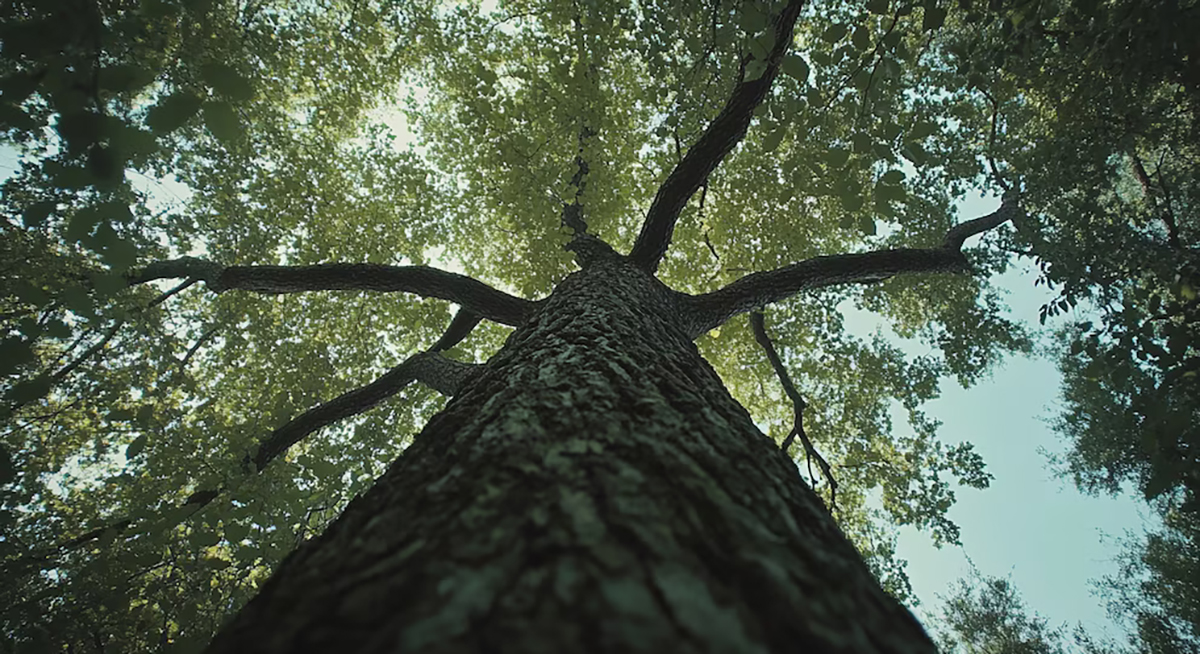 papel ecológico de los bosques