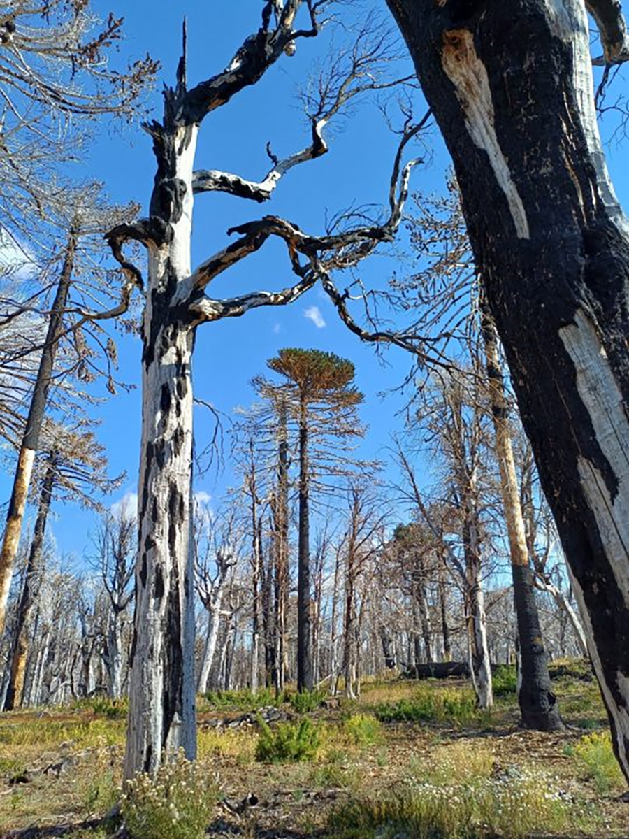 estrategias de restauración de paisajes forestales