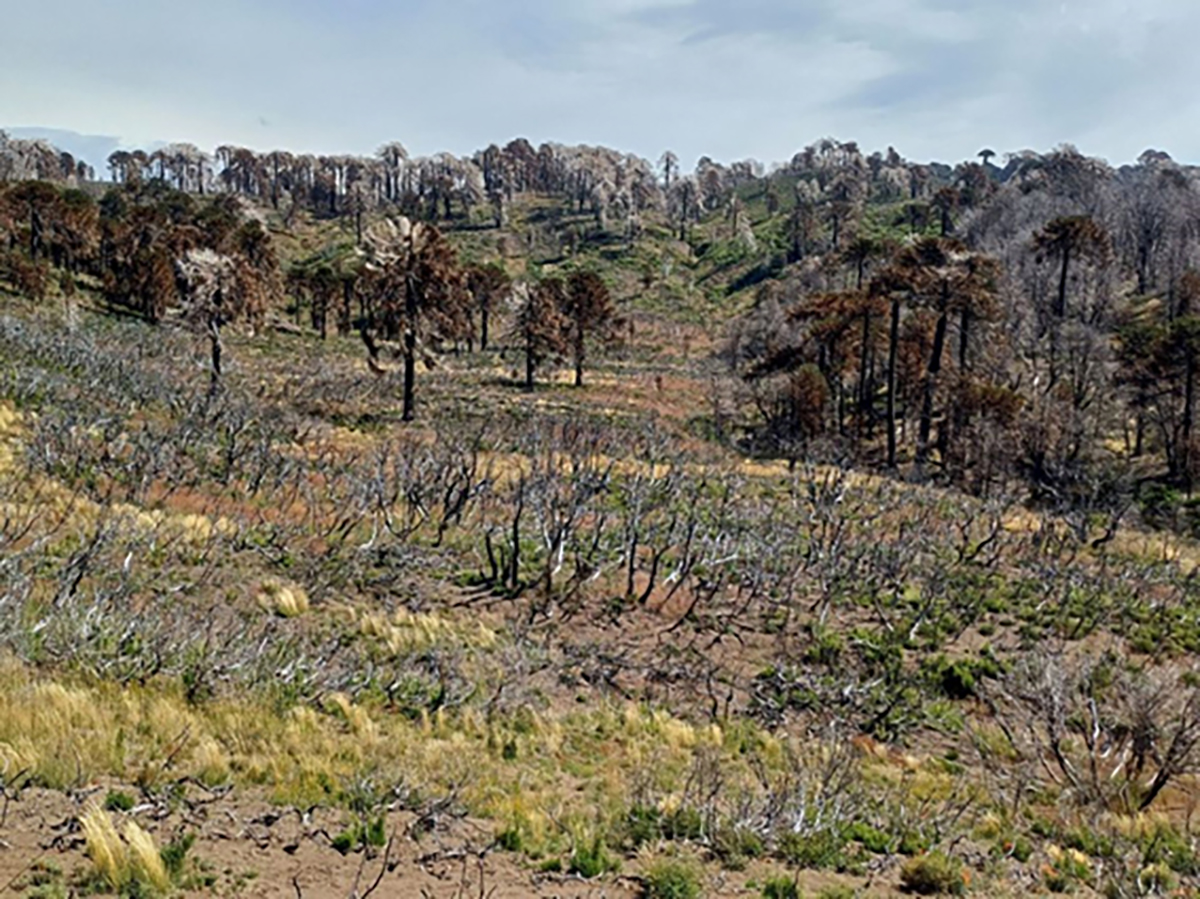 Investigadores desarrollan estrategias de restauración de paisajes forestales en todo el país estrategias de restauración de paisajes forestales