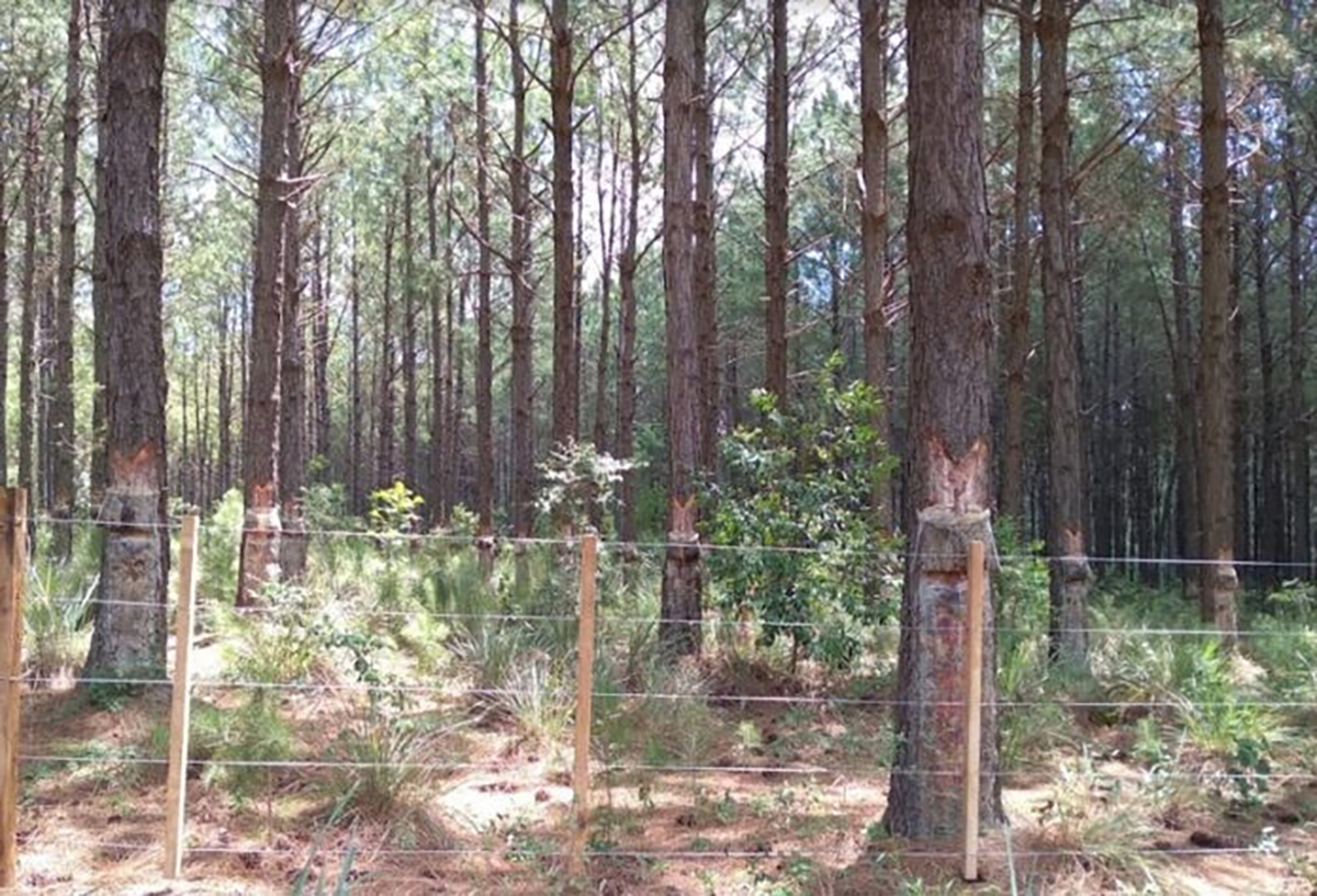 resina de pino en biorrefinería