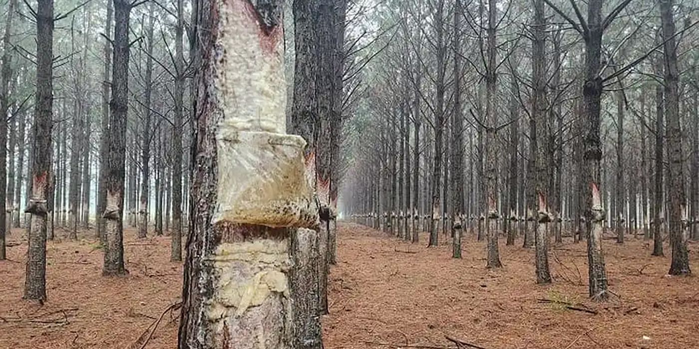 Un grupo chino invertirá