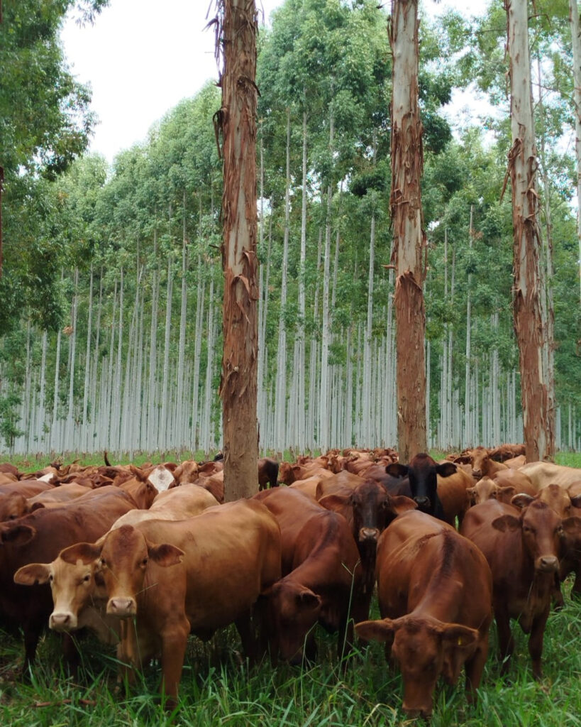 INTA Misiones 20.000 hectáreas agroforestales