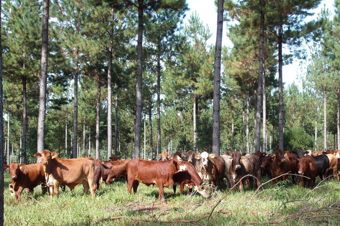 INTA Misiones 20.000 hectáreas agroforestales