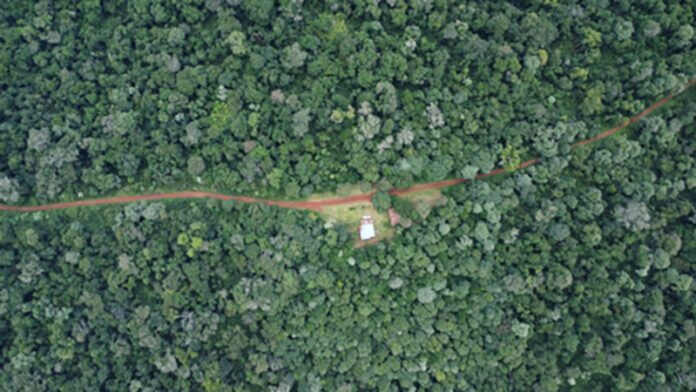 Araucarias en Misiones Parque Caá Yarí