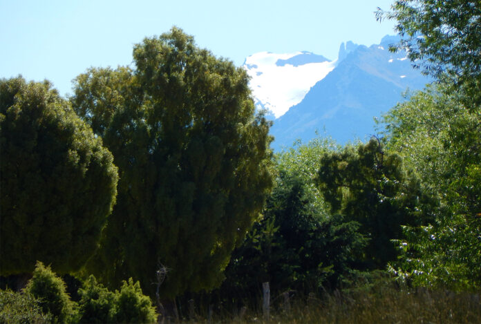 INTA densidad de la madera