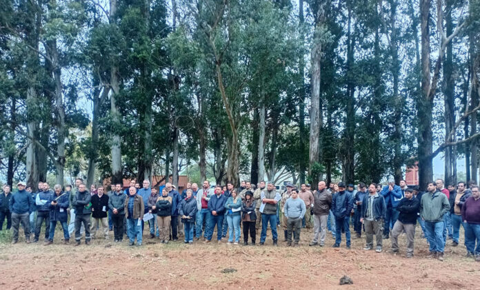 Sistemas silvopastoriles en Corrientes