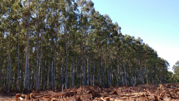 AFoA ley de tierras