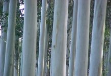 eucalyptus-grandis