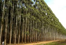 plantacion eucalipto